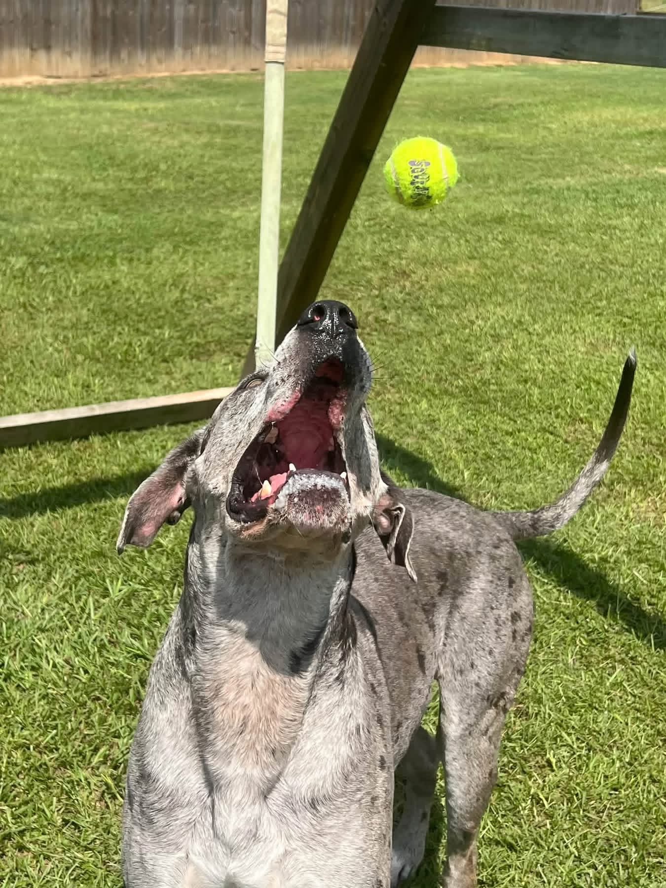 Around the Haven — dogs enjoying outdoor play