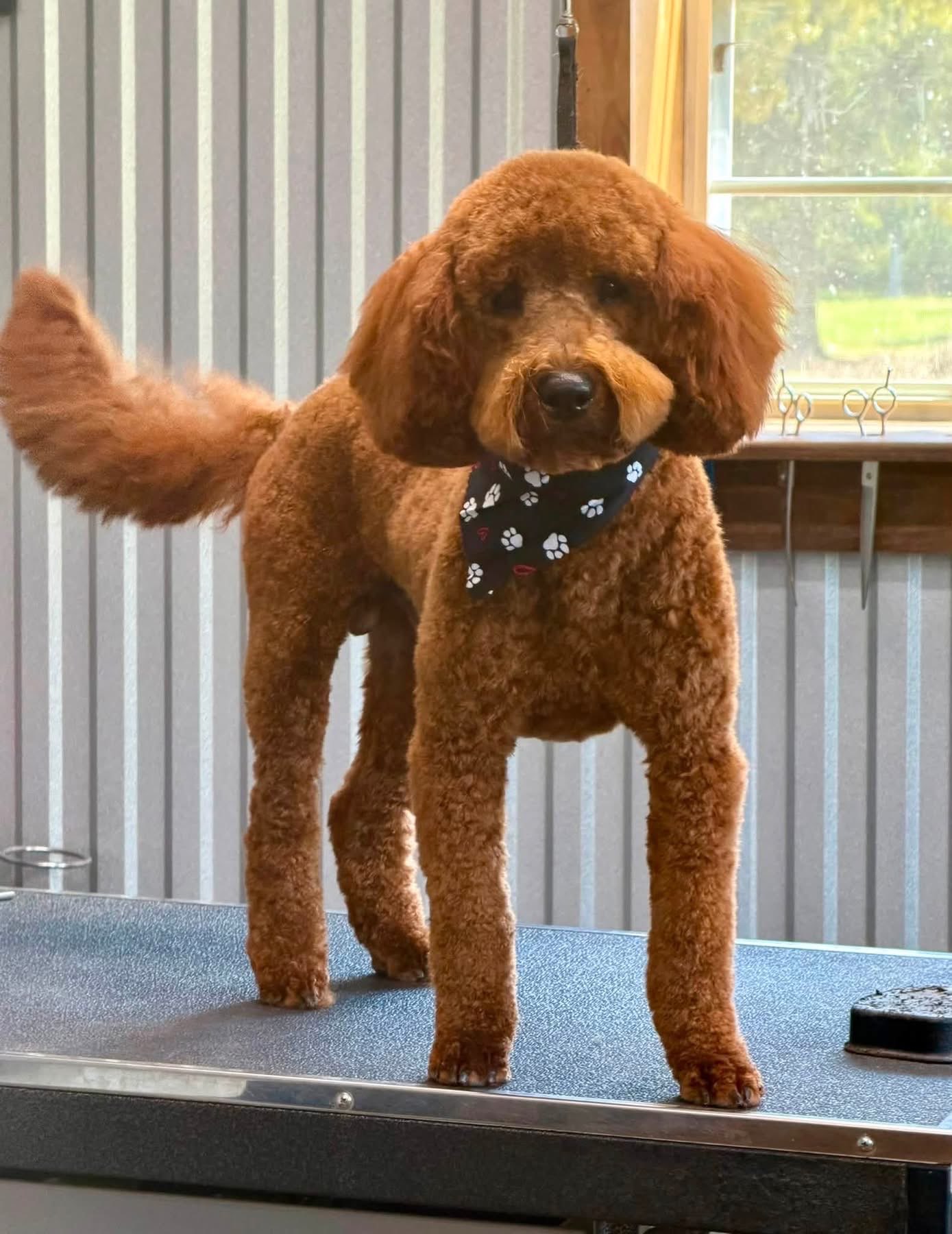 Auburn doodle in a paw-print bandana after a fresh groom