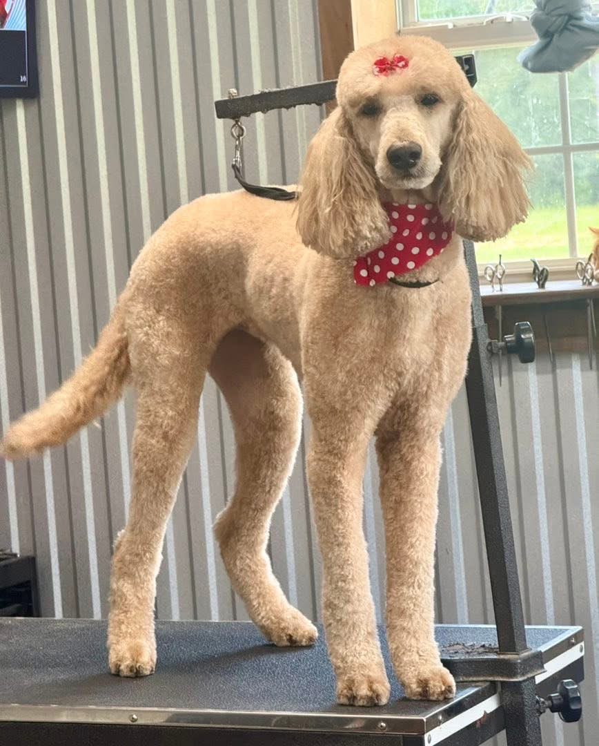 Freshly groomed dog on the salon table at The Paw Haven