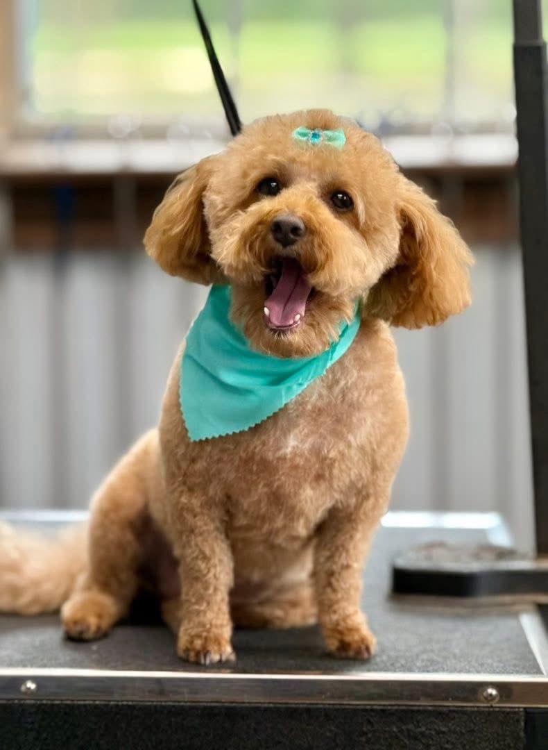 Recent groom guest posing on the grooming table