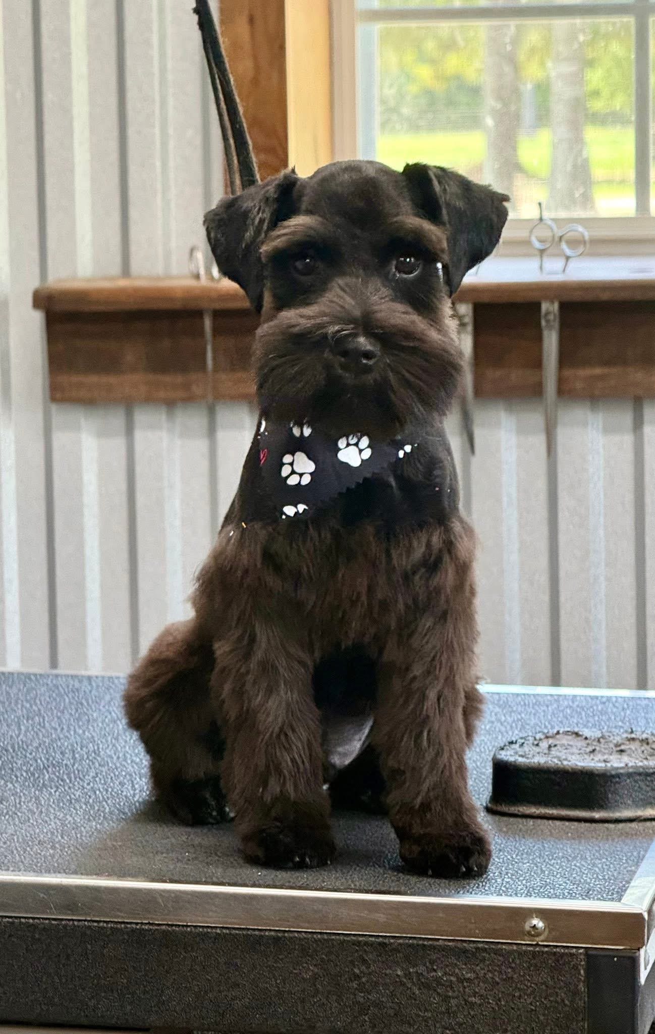 Freshly groomed pup wearing a bandana